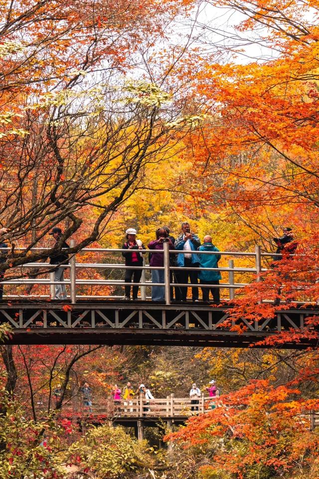 听劝！别再去光雾山米仓山人挤人，红叶没有啦！