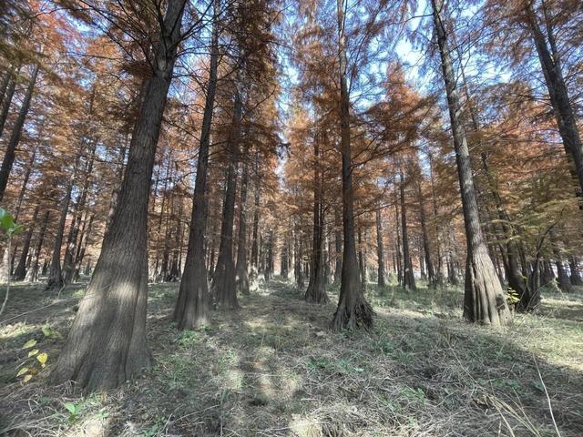 骑游来安半塔釜山水库池杉林生态园攻略