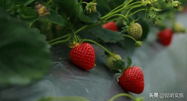 别再问昆明哪里能摘草莓了!收下这份采摘地图,直接抄作业→