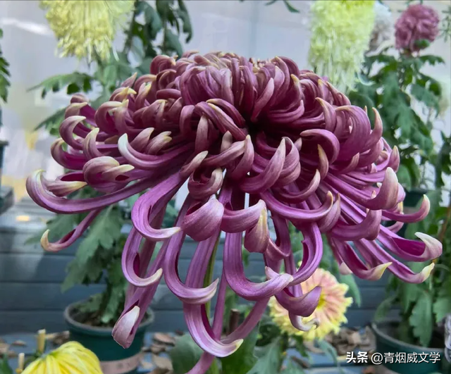 趵突菊韵 锦绣泉城