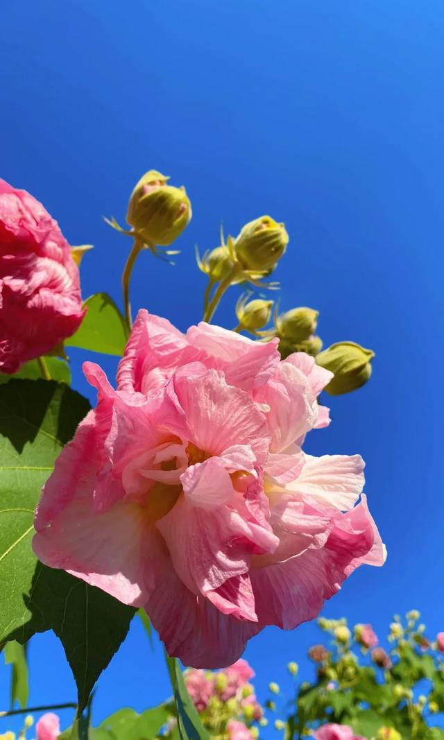 冬日“顶流”大片盛开!超级出片→