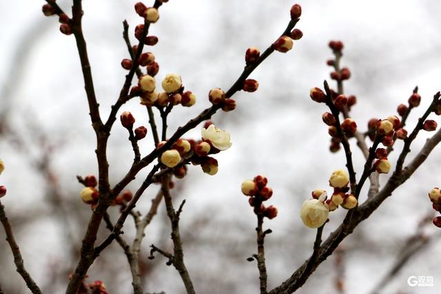“梅”好上线，解锁“冬游青岛”新地标