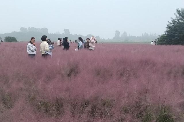 河南省平顶山白龟湖粉黛乱子草园成国庆网红打卡地