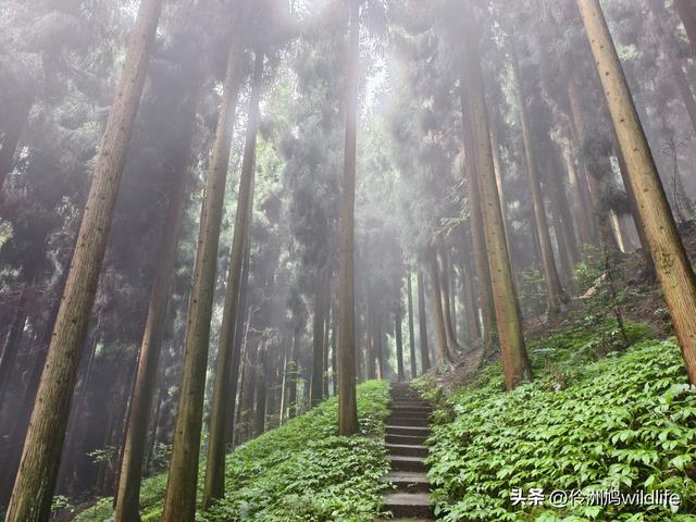 四川行(73)什邡红枫岭徒步到钟鼎寺