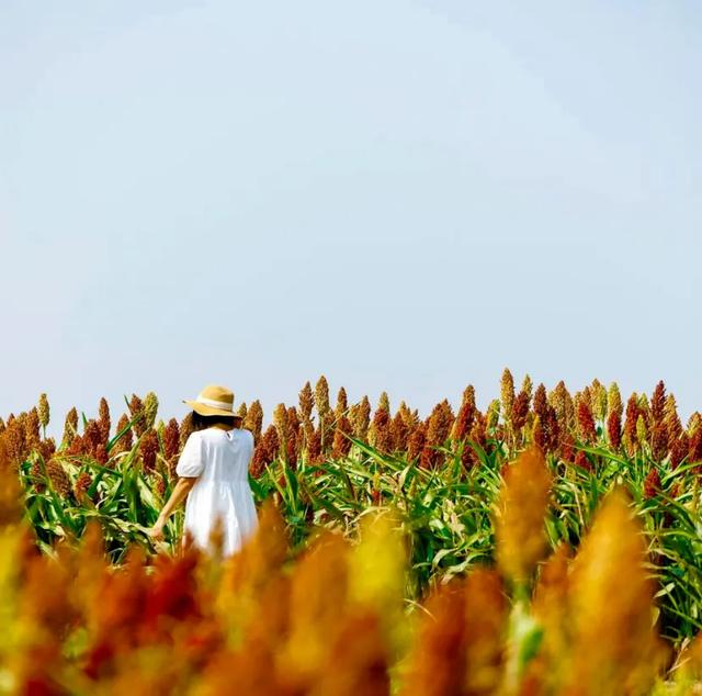 2025成都初秋图鉴|高粱红、稻田黄、草海粉…限定美景打卡!