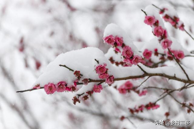 “有雪无雪，就看冬至”，今日冬至，今冬雪多冷到哭？看农谚咋说