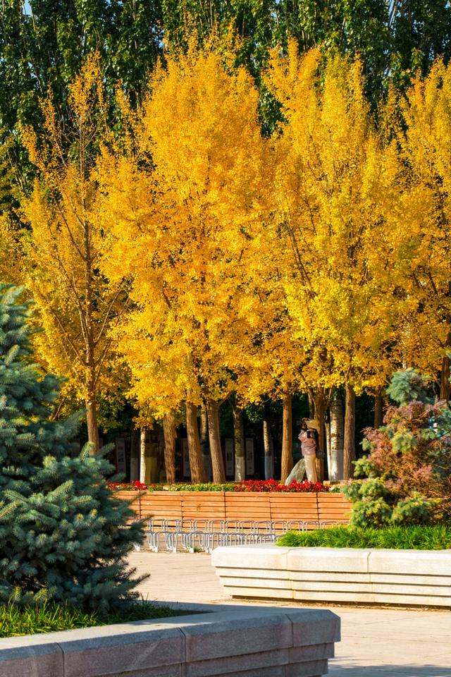 北京的秋天一定要奥林匹克森林公园！就是一场盛大的秋天盛宴
