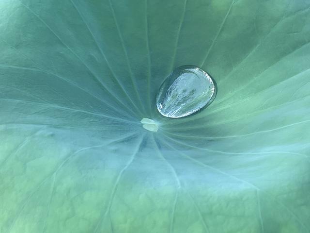 夏日西湖，8月9日。