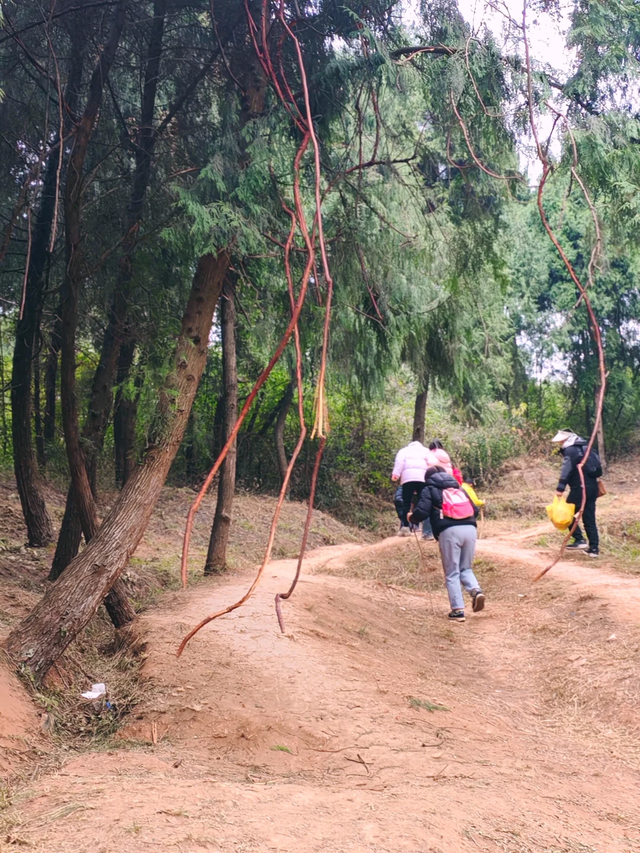 成都周边1h！公交直达的野趣山脊，新手亲子徒步首选！