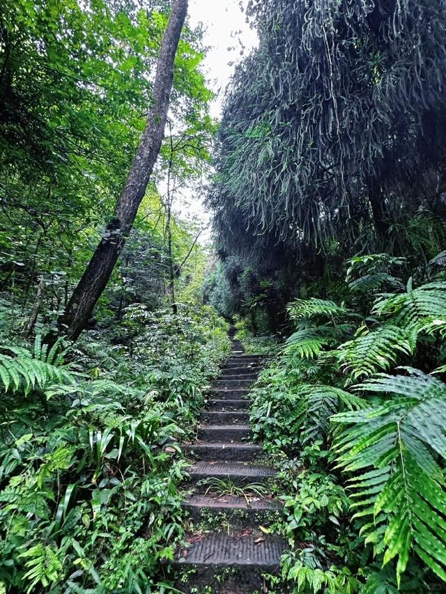 秘境新发现！比起青城山，我更爱它旁边0元的隐藏瀑布，超好玩！