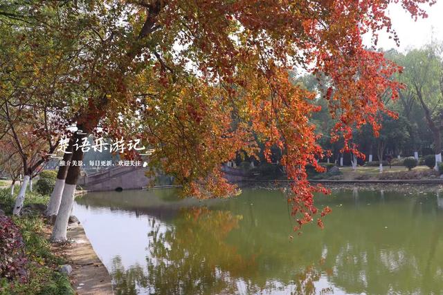 浙江宁波这个小园林被人忽略，但是银杏真是太美了，乌桕也是一绝