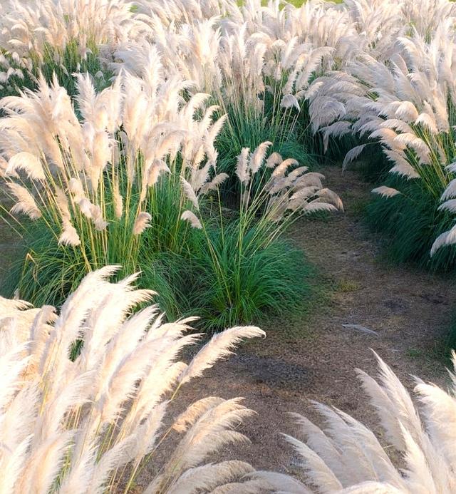 别只等着栖霞山的红叶，南京周边人少的彩色芦苇雪海，出片率100%