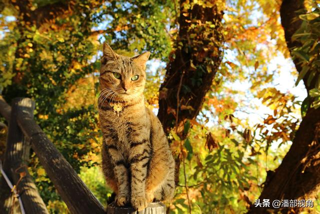 苏州石壁永慧寺，冬日金灿灿的世界，这里的古银杏和寺庙完美组合