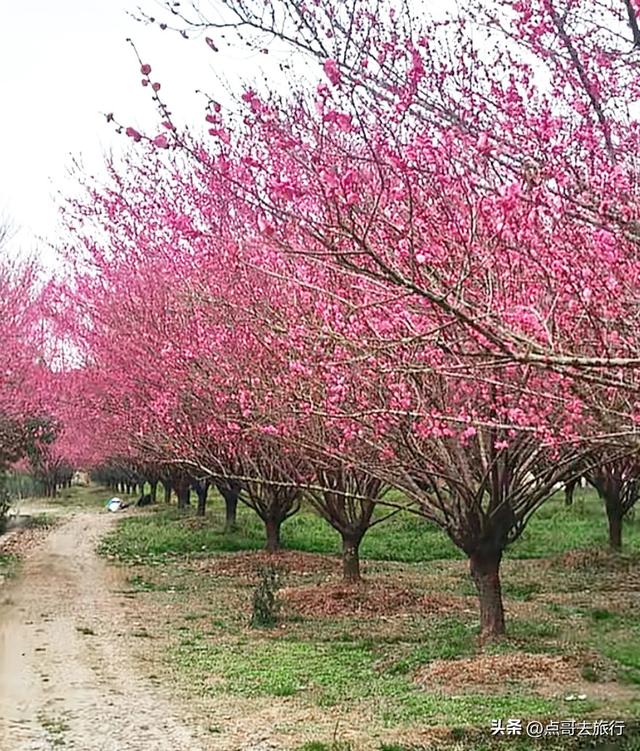 成都郫都区最大面积红梅花开了，粉红花海，非常壮观，不要门票！