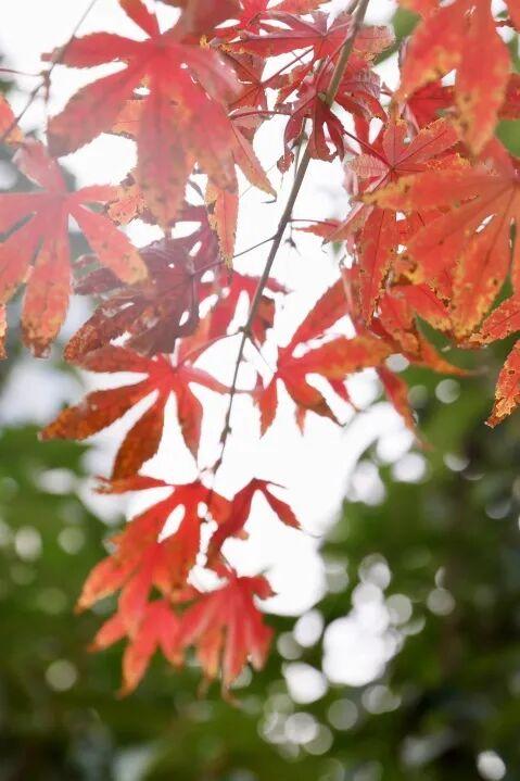 秋日限定美景，还不赶紧来拍？