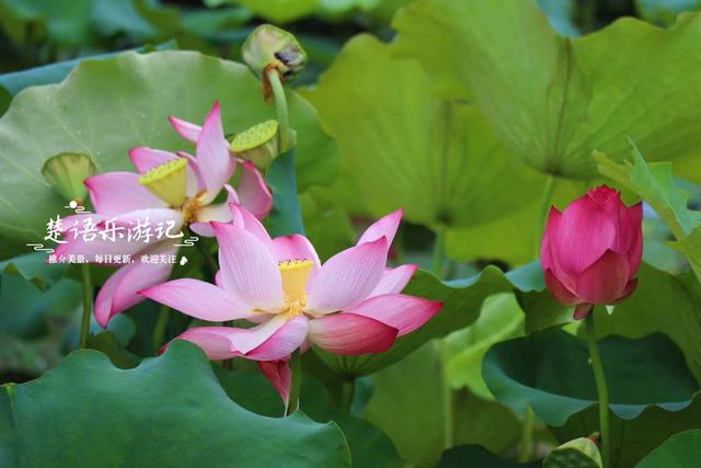 浙江宁波这片湿地少有人来，却是很美的赏荷胜地，周边美景也很多
