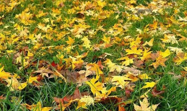 秋华未减，冬景将至，来炎帝影视基地赴一场秋冬的约会吧！