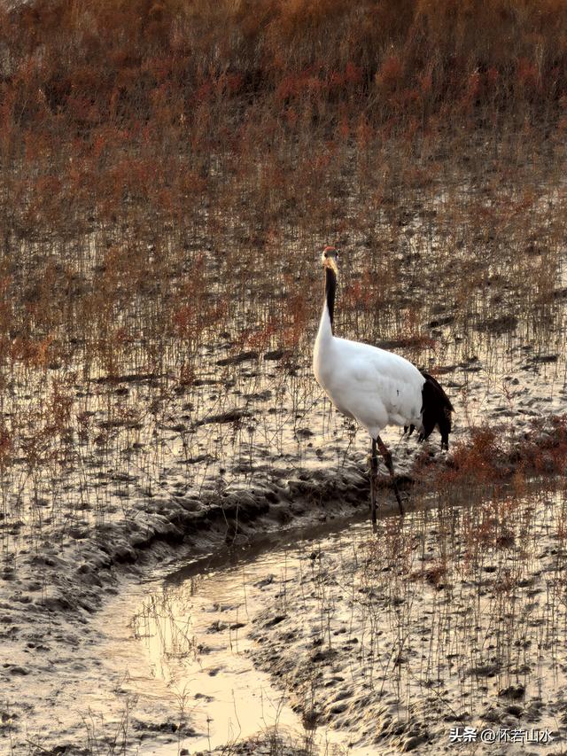 2025辽宁赏秋之旅日记(6)——到辽河口中国最北海岸线看日出 观鸟