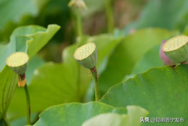 赏滇池湖畔的“夏雨荷”，就来晋宁甸心村