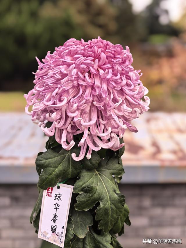 秋风独宠一园菊，晚来香艳出樊篱——北京北海公园2025年菊花展