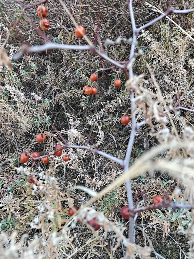 登张家口怀来老君山