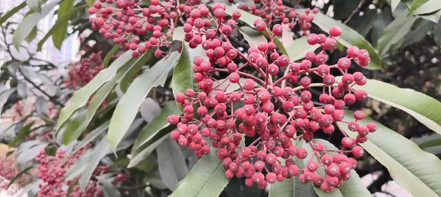 红果累累！森林公园石楠果红了，满树红果笑寒风！