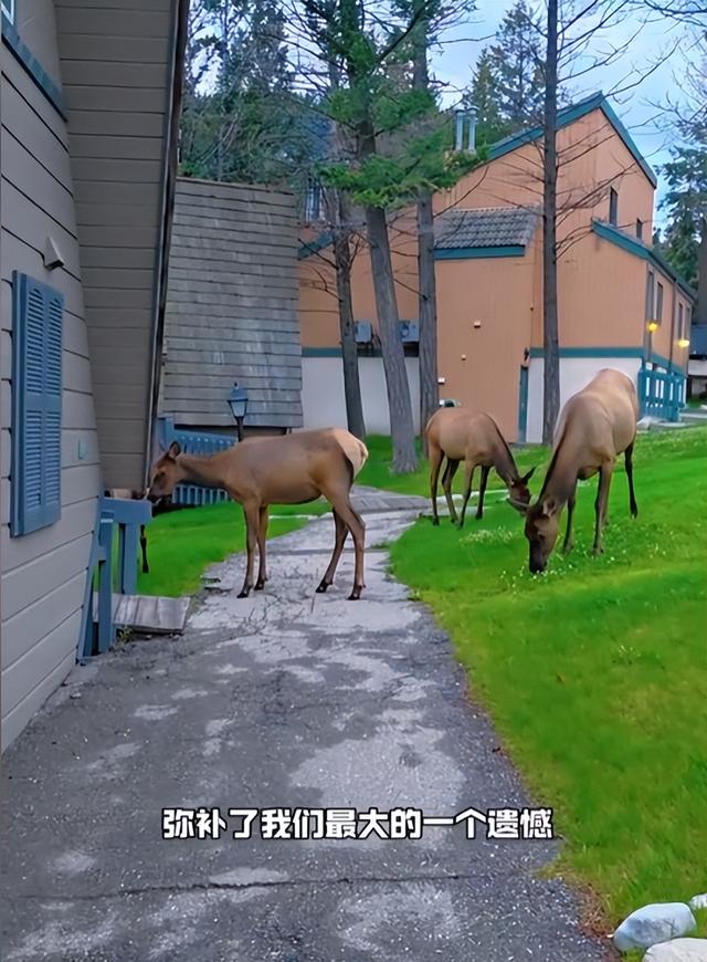 摊事了！央视主持人海外游，带妻女高调炫耀海外生活，被网友骂惨