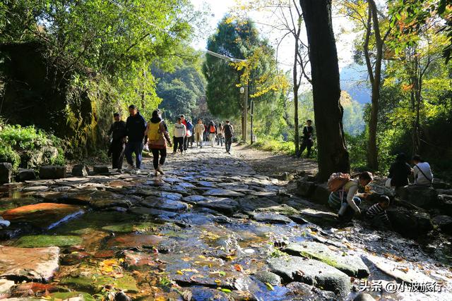 杭州冬日徒步，从古村到茶园，银杏金黄枫树染红，感受山野之乐