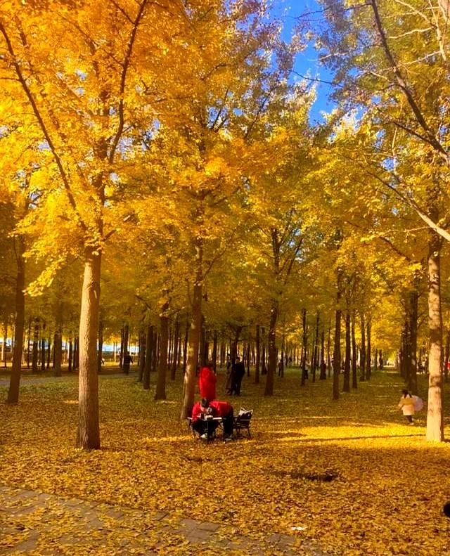 北京深秋“值得	”逛得3处公园	，景色一个比一个唯美！
