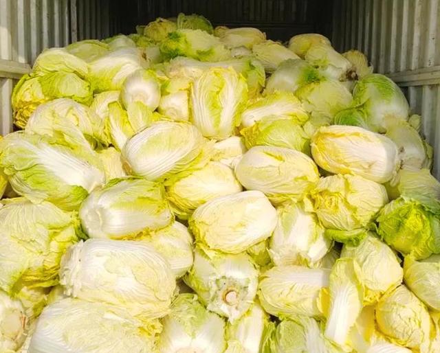 湖北毒白菜曝光！虫子都不敢吃	，人却抢着买？真相太扎心