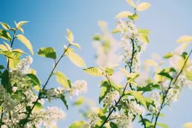 夏天喝它，祛湿降火！尤其这五类人少不了它！图片