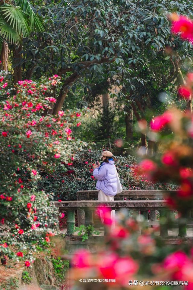 万株兰花盛放，2026赏花季，来了！