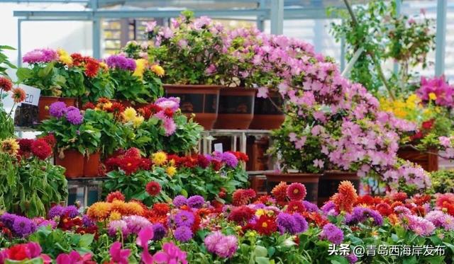 杜鹃花免费送！来西海岸赏花海、看演出！