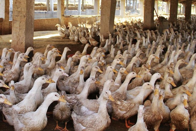 活鸭120元，做成烤鸭25元！利润还有36%，得知原因后：敢放心吃了