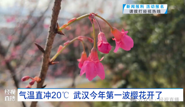 武汉今年第一波樱花开了！市民：第一次见，此公园现蜡梅、梅花、樱花“三花同赏”景象