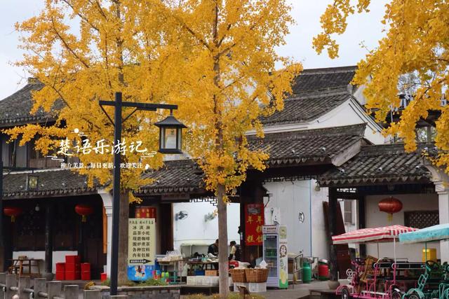 浙江宁波少有的水乡古镇，银杏大道与银杏林太美了，错过再等一年