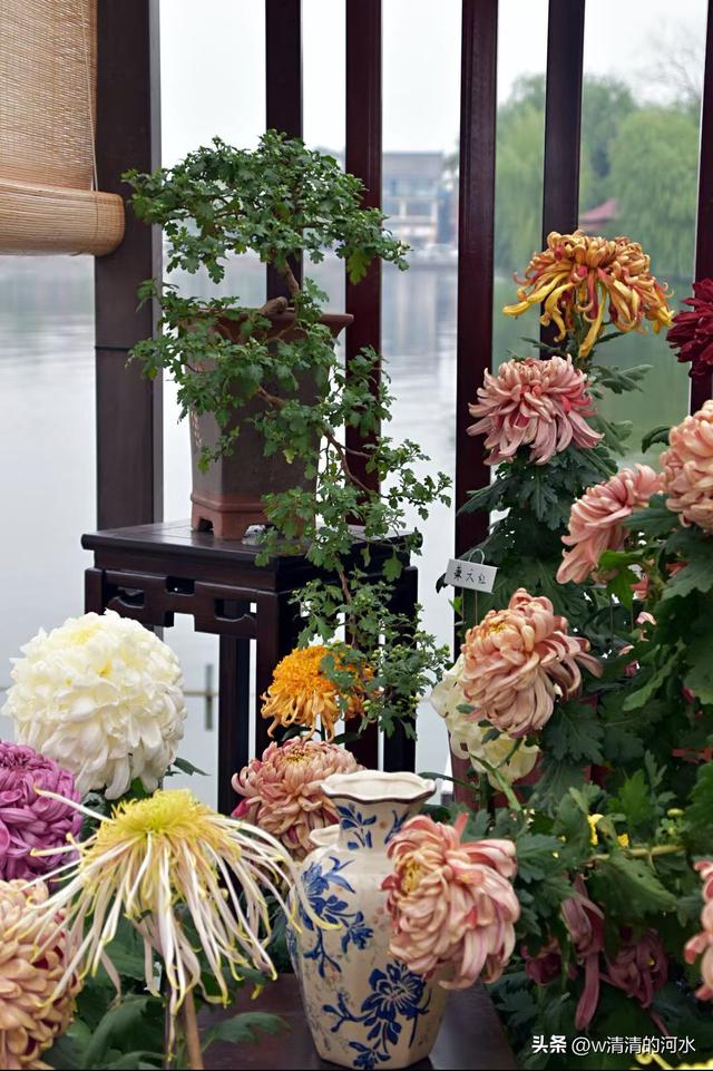 菊花是秋天里美丽的图画