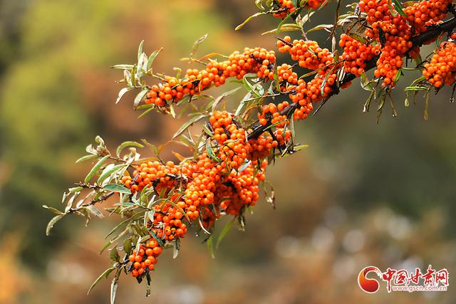 陇拍客丨岷县十里镇：秋色斑斓映洮水