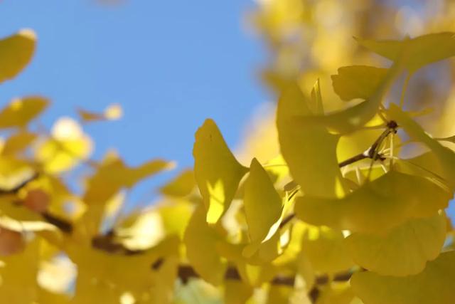 Citywalk 漫游王佐,邂逅秋日美学盛宴