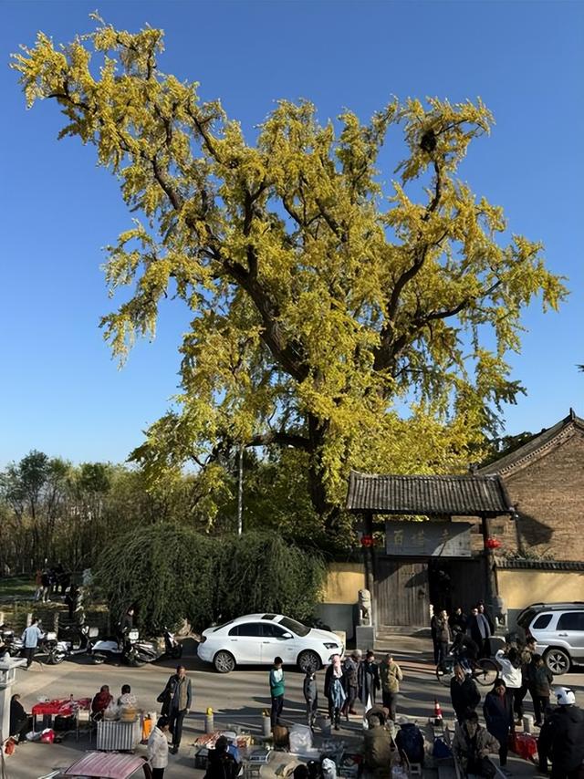 藏在秦岭天子峪里的低调古刹，1700年银杏为伴无商业化知道在哪吗