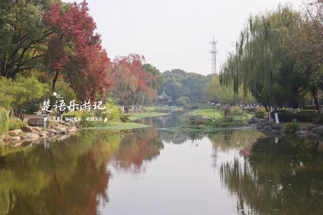 浙江宁波这个小园林被人忽略，但是银杏真是太美了，乌桕也是一绝