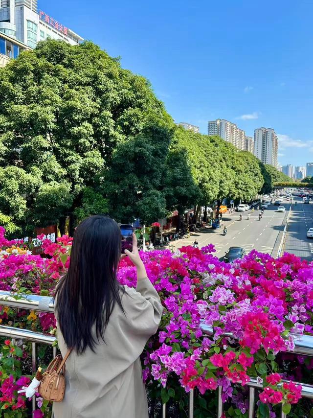 广西的冬天像是倒放的春天！三角梅天桥“火出圈”，还有一场叶子花盛宴来了……