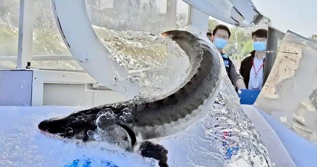 三峡大坝还能撑多久？美国专家分析后，得出的结论竟让人难以置信