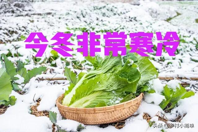 “冷不冷,就看十月初一”,今日十月初一,今冬非常寒冷?