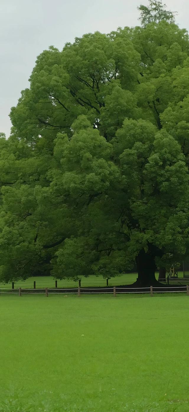 手机壁纸|简约的自然风光美景