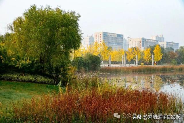 陕西渭南：人民公园银杏林色彩纷呈 祥和美丽 秋色宜人