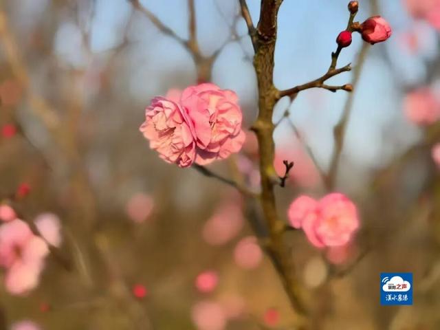 开了！开了！不少湖北人意外：今年这么早！