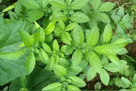 老一辈人的“避孕草”，在路旁就有，没想到用途强大，赶紧认识下图片