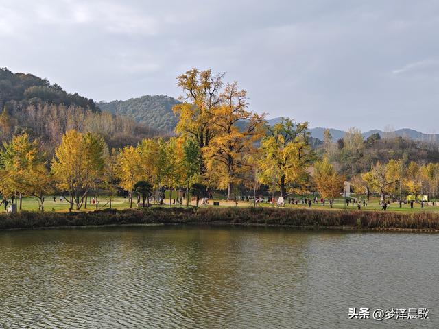 湖北随州，千年银杏谷 自然与人文的诗意交响