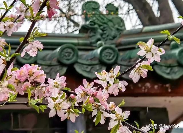 细赏王府系列之—雨中协和(49)《13》